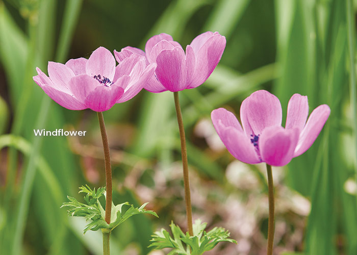 Pink windflower: Windflowers return reliably in Renee's Memphis garden.
