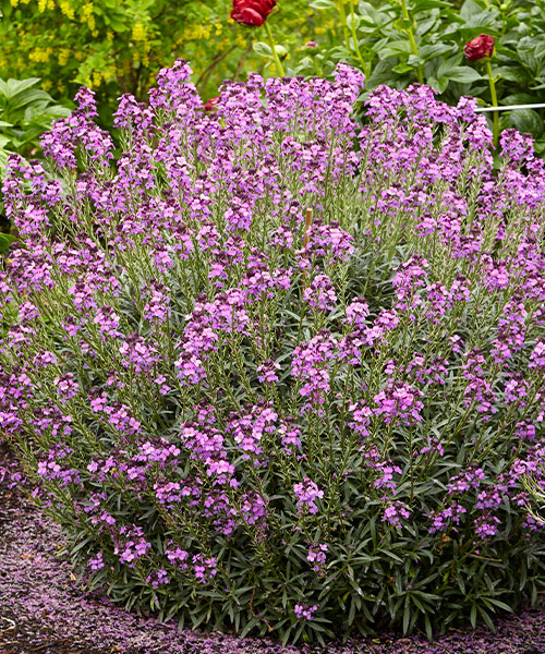 Wallflower: Wallflowers are extremely drought resistant plants for the garden. 