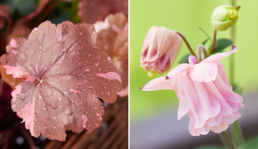 Detail of pink coral bells foliage and columbine flowers: The pink of the columbine pairs well with the burgundy foliage of the coral bells.