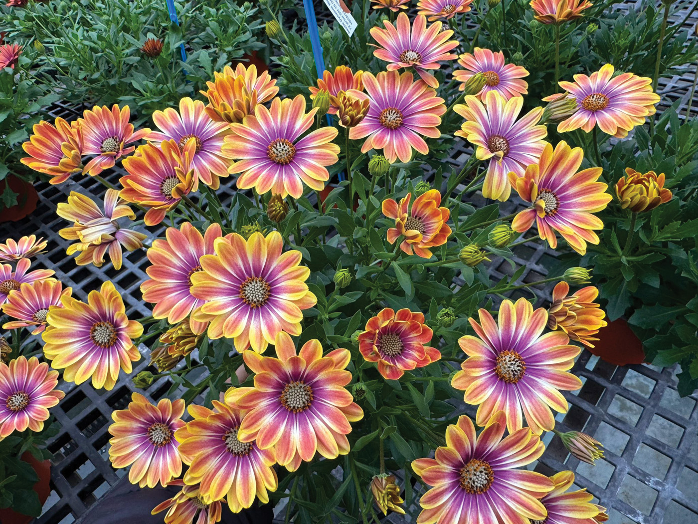 Bestie Dynamic Bicolor cape daisy: Cape daisy thrives in cooler weather, try Besties Dynamic bicolor for striking color in spring and fall. Photo courtesy of Danziger 