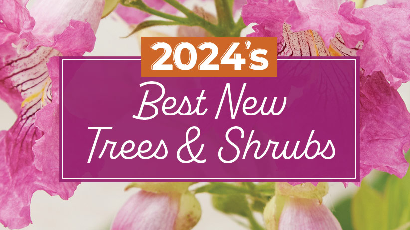 The 11 Best Dried Flowers of 2024