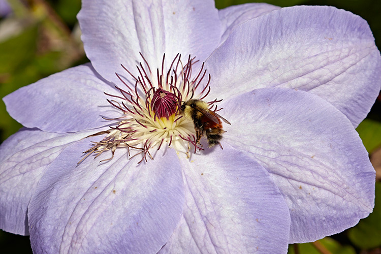 types-of-pollinators-bumblebee-copyright-Garden-Gate: This black-tailed bumblebee prefers flowers in shades of blue, such as the clematis flower here.