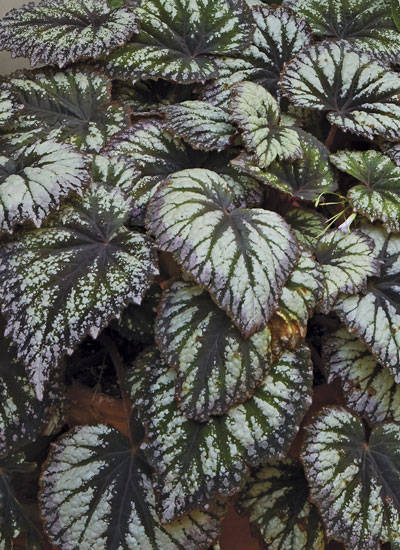 'Fireworks' Rex begonia (Begonia hybrid)