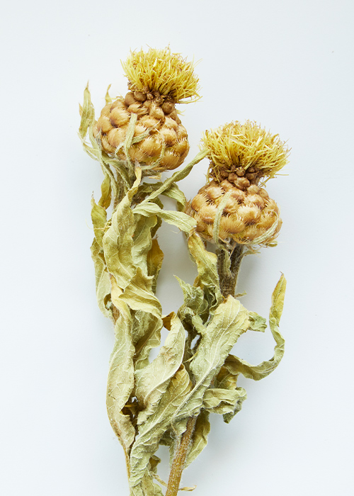 Armenian basket flower dried: Dried Armenian basket flowers make a unique addition to dried floral projects and arrangements.