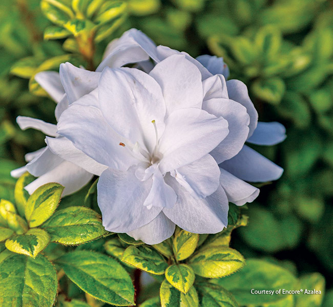 Moonstruck azaela Courtesy of encore azaleas: Moonstruck has the biggest flush of its single white blooms in spring with light reblooms into fall.