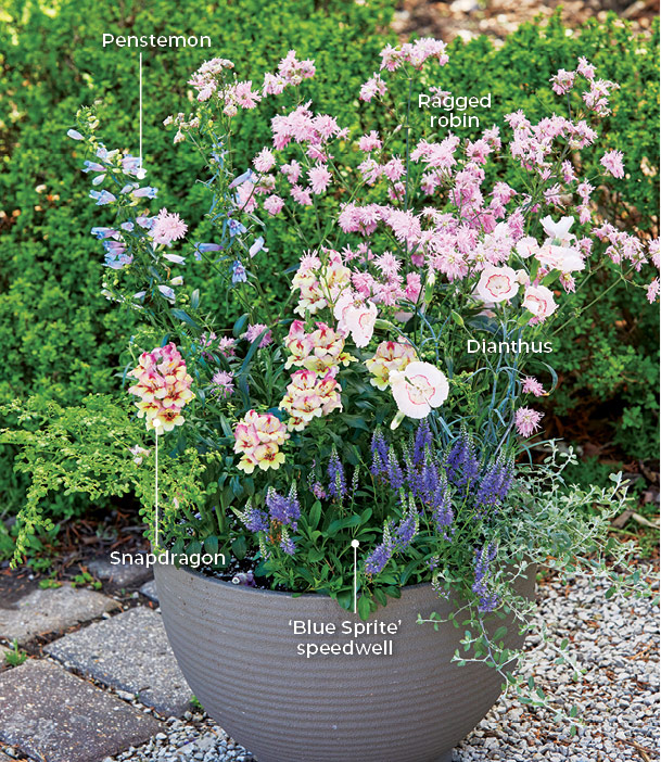 Container planting with veronica, penstemon and snapdragons: ‘Blue Sprite’ veronica is great in containers. Position it near the front of the pot, and its 18-inch-wide spreading habit will grow over the edge like a spiller.