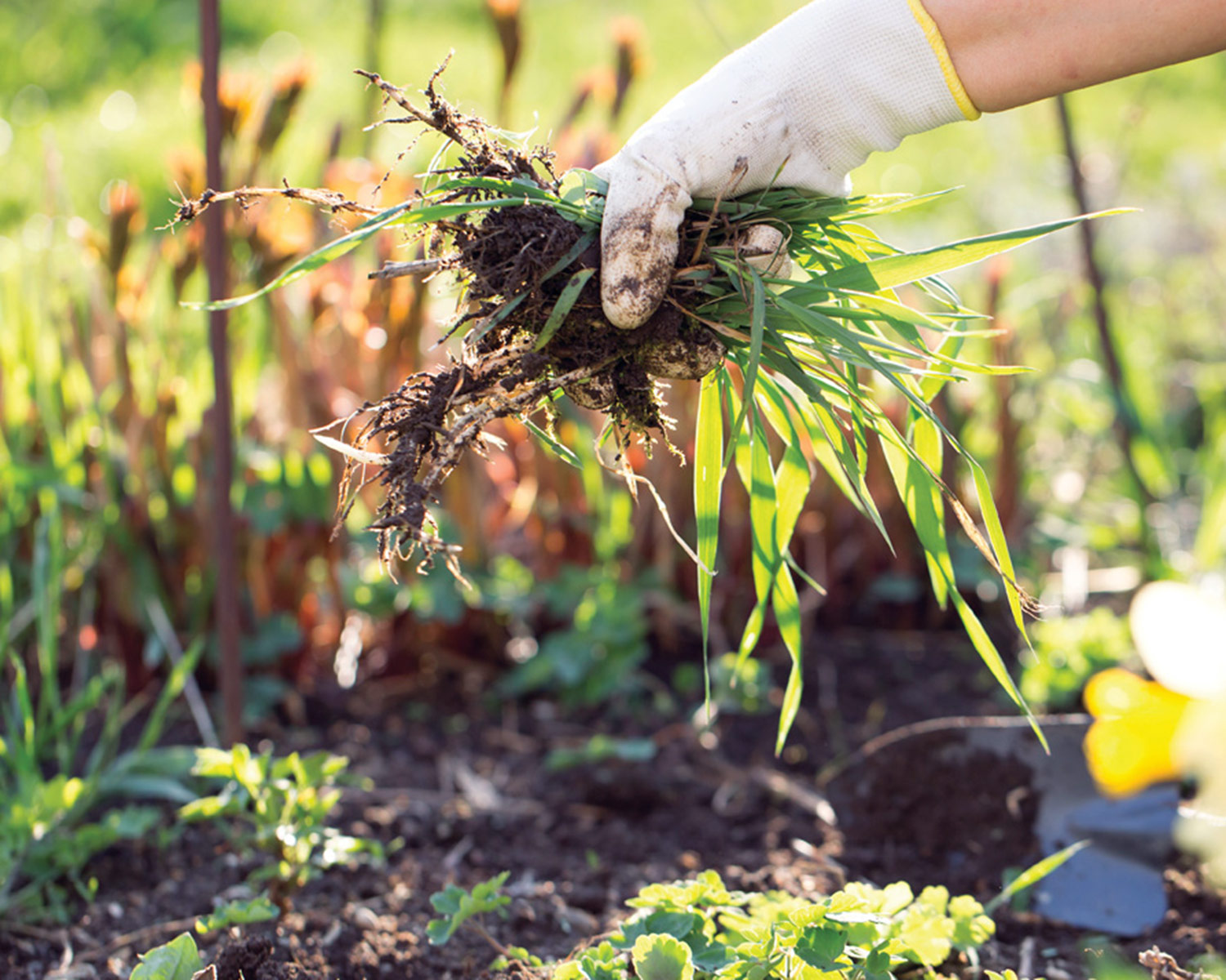 Chop and drop weeds by stock.adobe.com, Khaligo: Remove or cut annual weeds before they can go to seed and become a bigger problem in the garden. Photo by stock.adobe.com, Khaligo