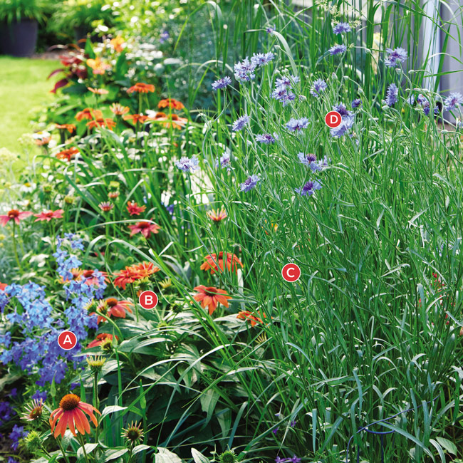 Summer combos-rooting-for-butterflies lettered: The colors blue and orange are attractive to butterflies, and these flowers will draw those important pollinators to this border.