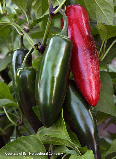 Sriracha pepper (Capsicum annuus)