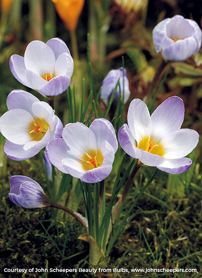 ‘Blue Pearl’ crocus (Crocus chrysanthus)