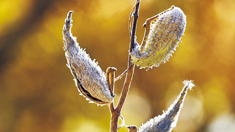 common milkweed seedling