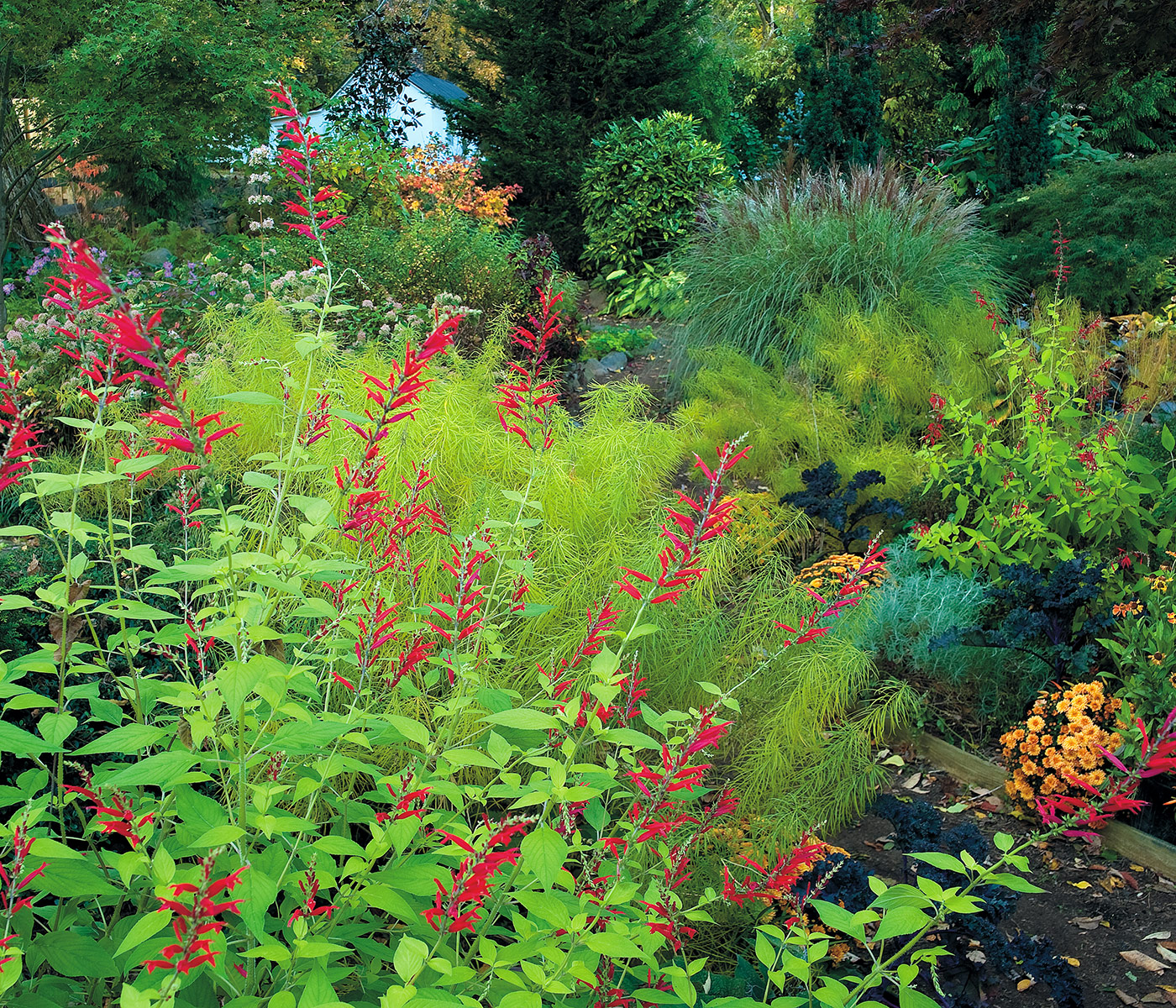 ‘Golden Delicious’ Pineapple sage lead GARDEN DESIGN by Linda-Hostetler PHOTO by Allan Rokach: Salvias are underrated fall garden players. Their bright colors, like the red and chartreuse of ‘Golden Delicious’ pineapple sage here, add perkiness, playfulness and plenty of life by attracting pollinators and blooming until frost. Garden design by Linda-Hostetler; Photo by Allan Rokach.