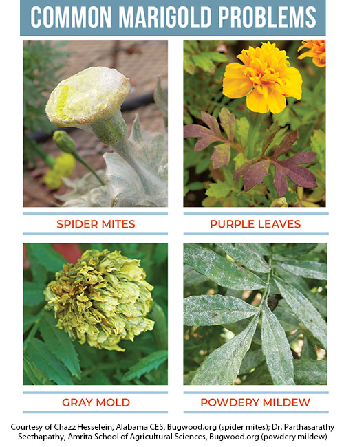 Common marigold problems: Four common issues with marigolds are spider mites, purple leaves, gray mold, and powdery mildew.