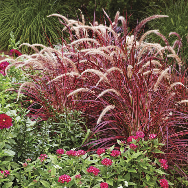 Rochelle Greayer signature plant: Purple Fountain grass makes a great signature plant in a container or garden bed.