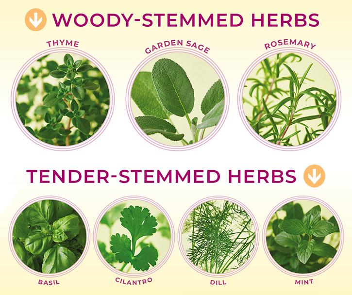 Woody-stemmed and tender-stemmed herbs graphic: Woody-stemmed and tender-stemmed garden herbs.