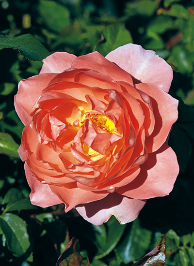 Shrub rose (Rosa hybrids)