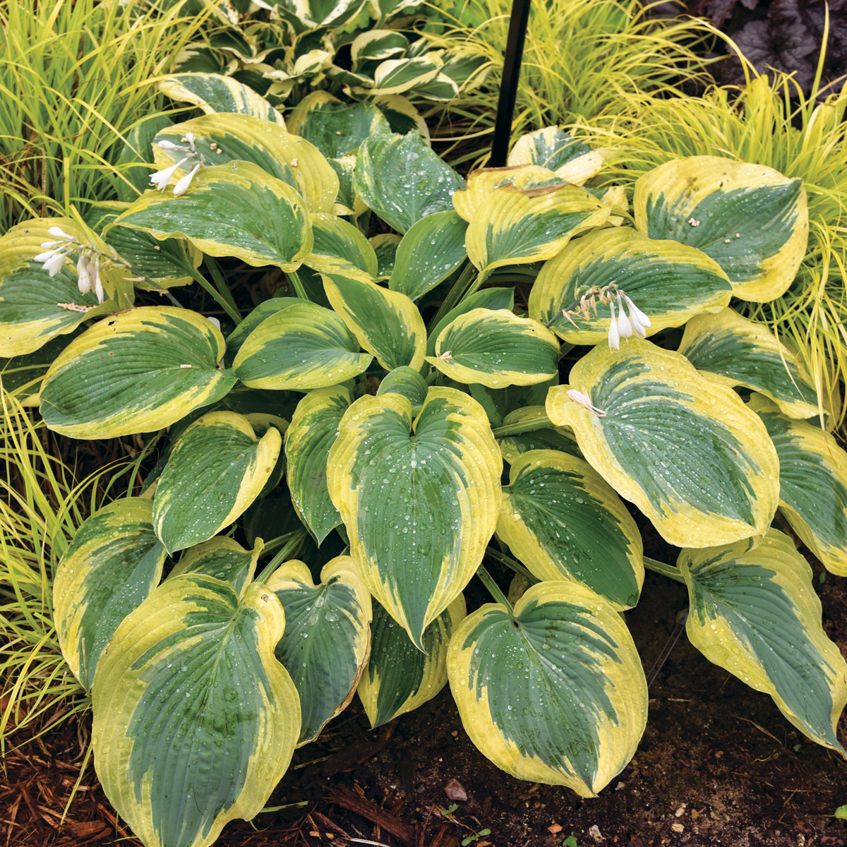 Chance Encounter hosta courtesy of Walters Gardens: Striking blue leaves and a golden yellow watermark halo make this a unique hosta for shade gardens. Photo courtesy of Walters Gardens, Inc. 