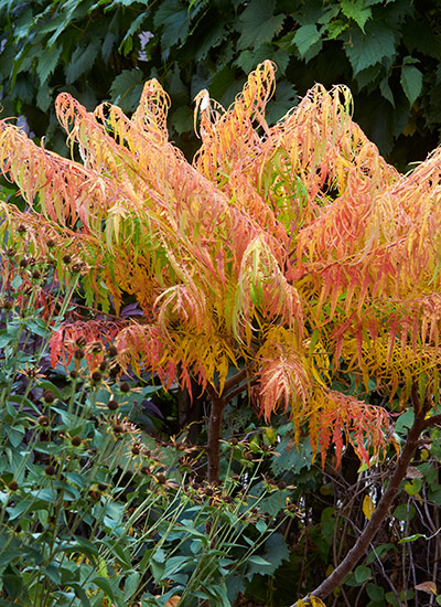 Cutleaf staghorn sumac (Rhus typhina Tiger Eyes®)