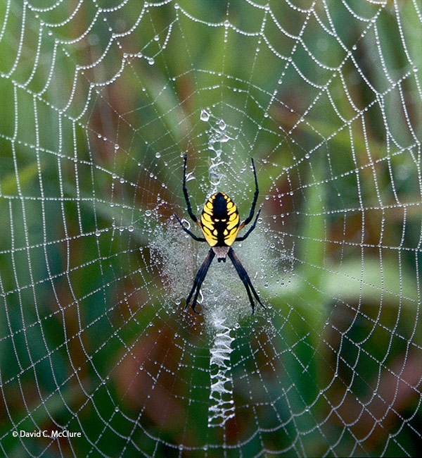 orb weaver spider by David C. McClure: Females like the one here are most noticeable because of their size and more dramatic coloring. Males are much smaller and often don't spin a web. 