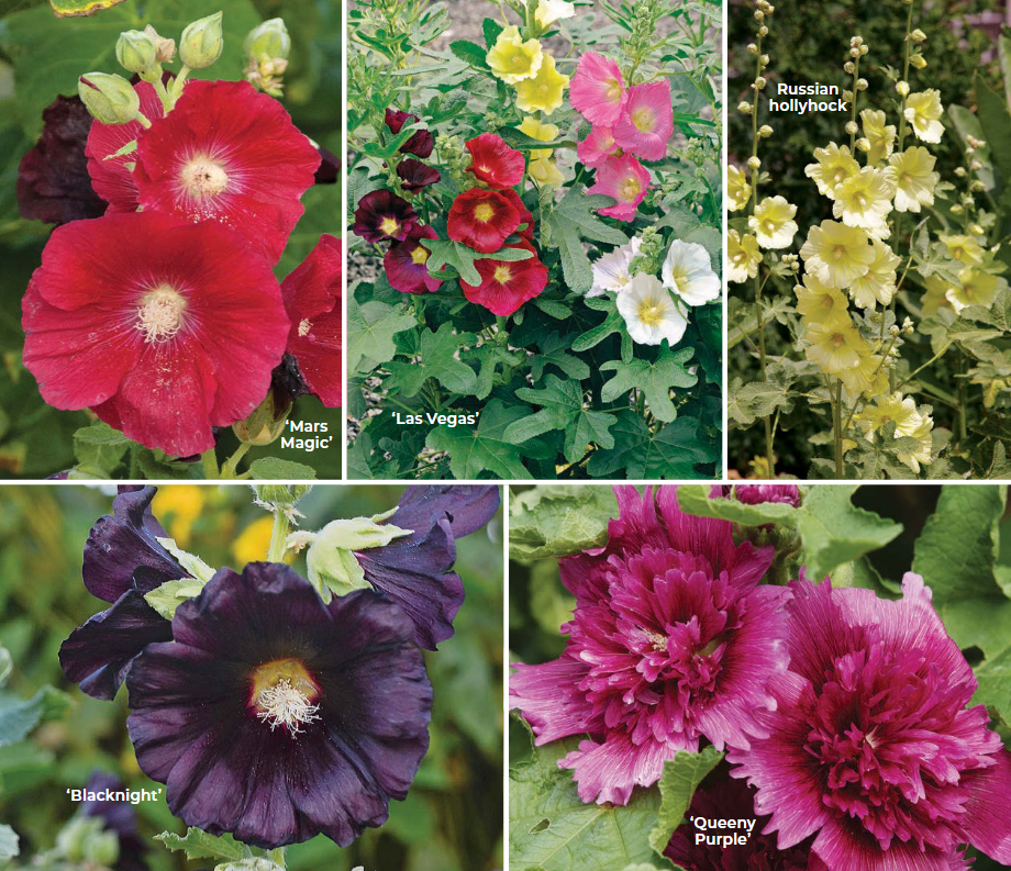 Hollyhock photo gallery: Photos courtesy of PerennialResource.com (‘Mars Magic’, ‘Blacknight’); Photo © Jelitto (‘Las Vegas’) 