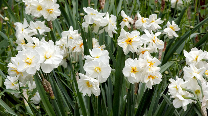 best-daffodils-for-your-region-pv: ‘Cheerfulness’ daffodils thrive in the Northwest and Northeast.
