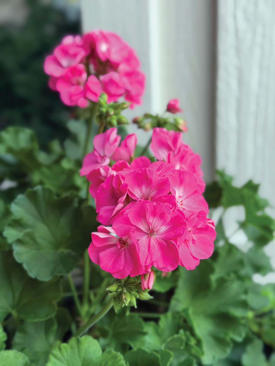 Big EEZE Pink Panther geranium