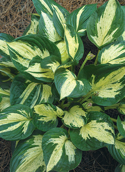 ‘Revolution’ hosta