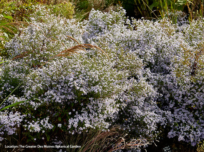 Avondale blue wood aster: Clusters of small ¾-in. pale blue flowers cover blue wood aster in late summer to fall.
