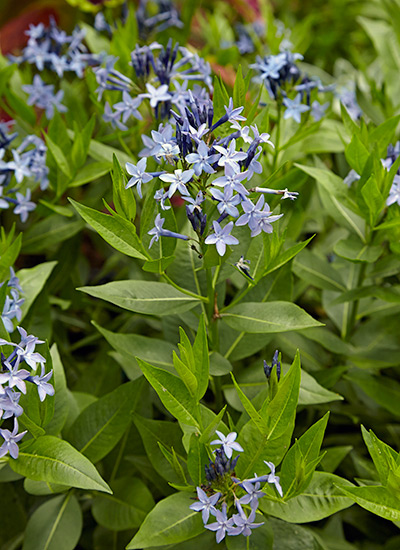 Amsonia (Amsonia tabernaemontana)