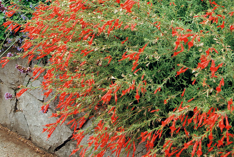 Pineleaf penstemon (Penstemon pinifolius)