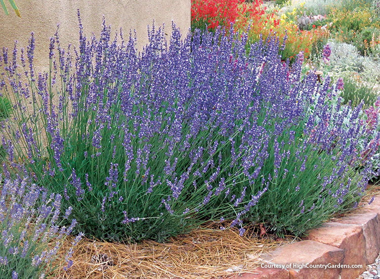 Gros Bleu lavendin lavender courtesy of  High Country Gardens: 'Gros Bleu' is popular because of its darker purple flowers and a sweeter scent than other lavandin varieties. 