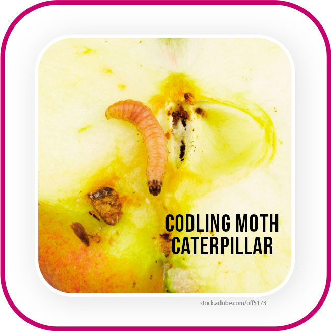 Codling moth caterpillar: Codling moth caterpillar on an apple