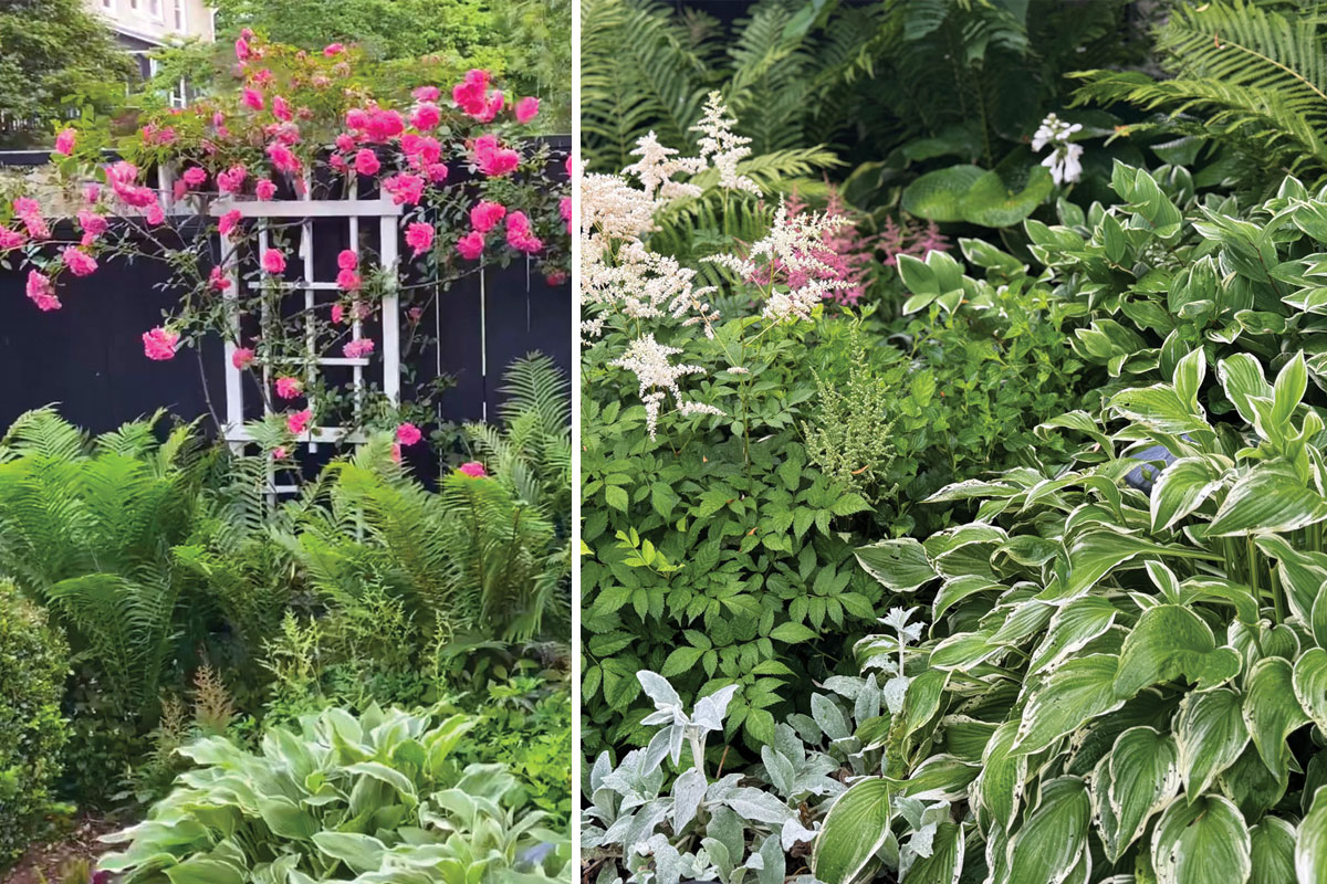 GG188 RGA-Runner-up-angotti-shade: Shade garden staples including ferns, hosta and astilbe add texture to Teresa's borders.