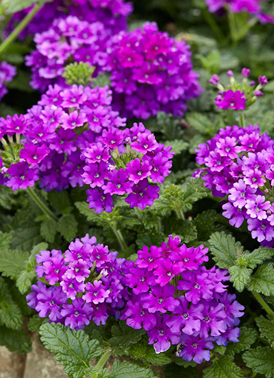 EnduraScape™ Purple verbena (Verbena peruviana)