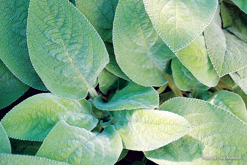 Lamb’s ear (Stachys byzantina ‘Big Ears’) 