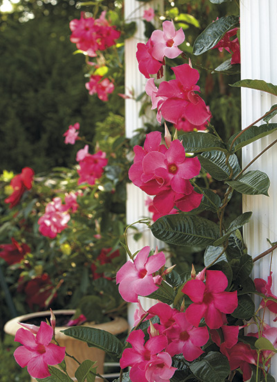 Mandevilla ‘Alice DuPont’ (Mandevilla x amabilis)