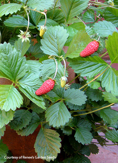 ‘Mignonette’ alpine strawberry (Fragaria vesca)