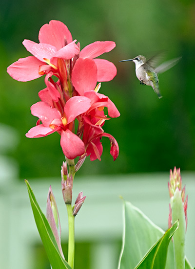 Canna (Canna spp. and hybrids)