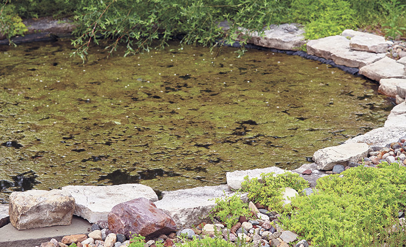 How to get rid of algae in your garden pond Garden Gate