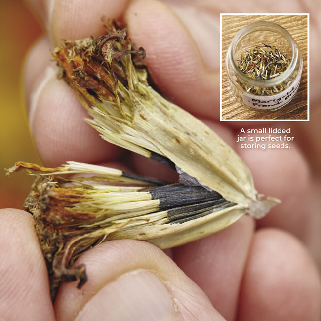 Marigolds Seed saving: Seeds are ready to collect when the calyx is dry
and the seeds are dark brown or black. A small lidded jar is perfect for storing seeds.