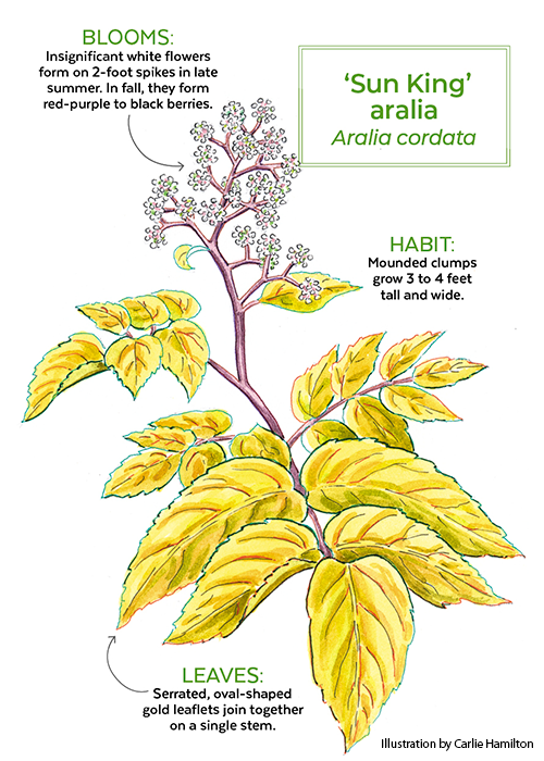 'Sun King' aralia botanical illustration: ‘Sun King’ aralia botanical illustration. 