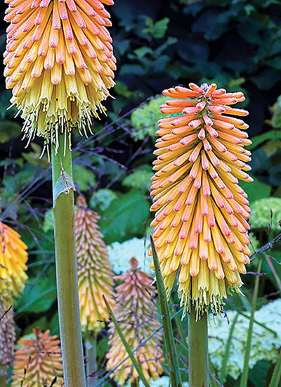 ‘Bees’ Sunset’ torch lily (Kniphofia hybrid)