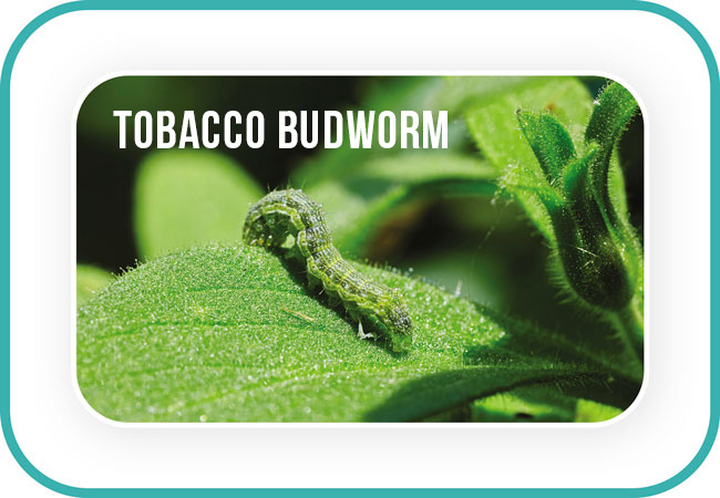 Tobacco budworm on a leaf: Brown or green tobacco budworms are easily camouflaged in foliage.