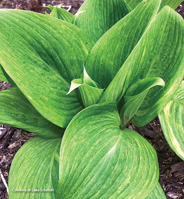 new-shade-perennials-2024 Mr. mister hosta: The unusual pattern of 'Mr. Mister' hosta will have your visitors looking twice. 