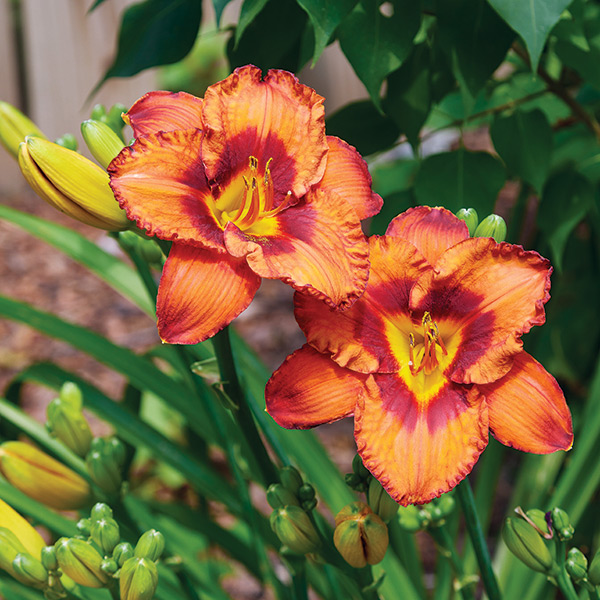 Mighty Chestnut daylily flower portrait:  Warm, rich colors and long-blooming flowers of 'Mighty Chestnut' daylily make this an outstanding perennial in a sunny border.