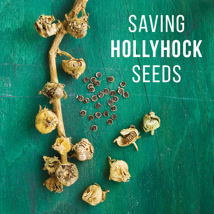 Saving hollyhock seeds graphic: Break apart the dry hollyhock seedpods to release the flat seeds.