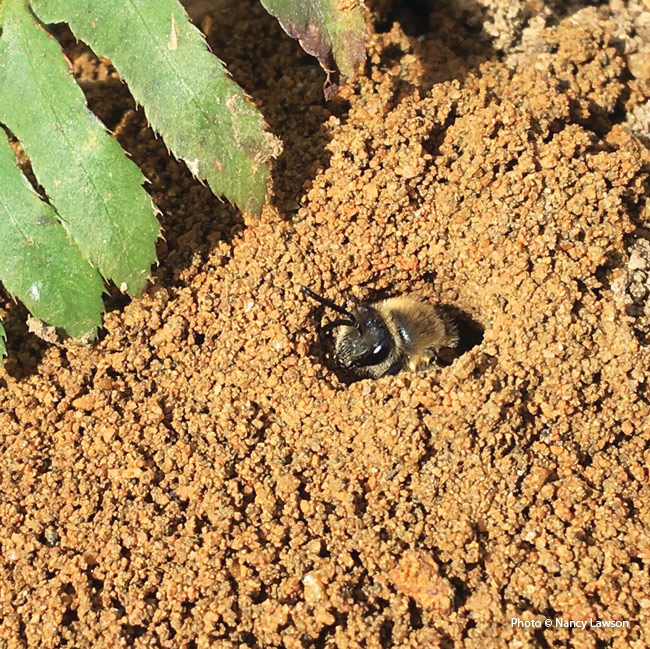 Cellophane bee: Cellophane bees line underground nests with a waterproof substance. New adults emerge in spring.