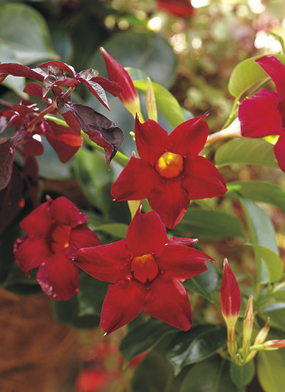 Mandevilla Sun Parasol® Pretty Crimson (Mandevilla hybrid)