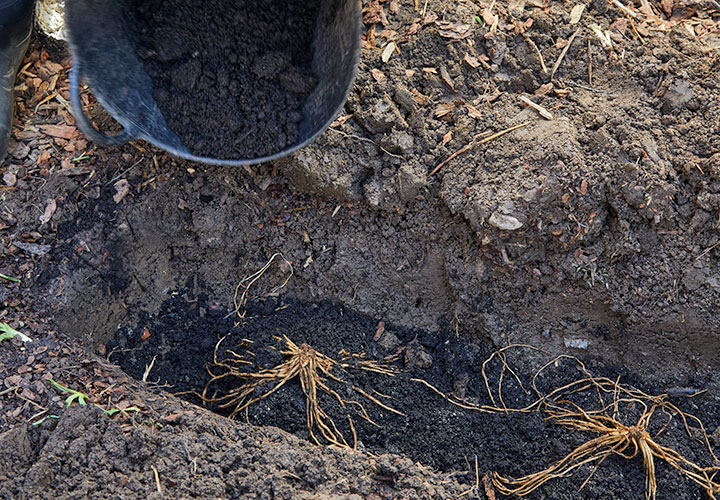 Refill the planting trench with soil after adding asparagus crowns: Refill the planting trench with soil after adding asparagus crowns.