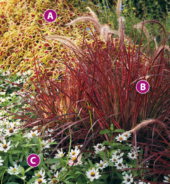 coleus-fountain-grass-zinnia-combo-lettered: Fall planting of coleus, zinnia and fountain grass.